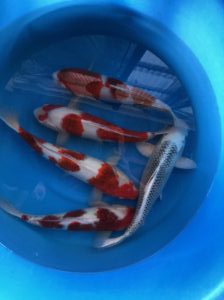 Koi Fish in clean water