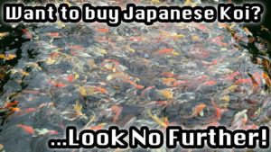 Wholesale Koi Fish for Sale