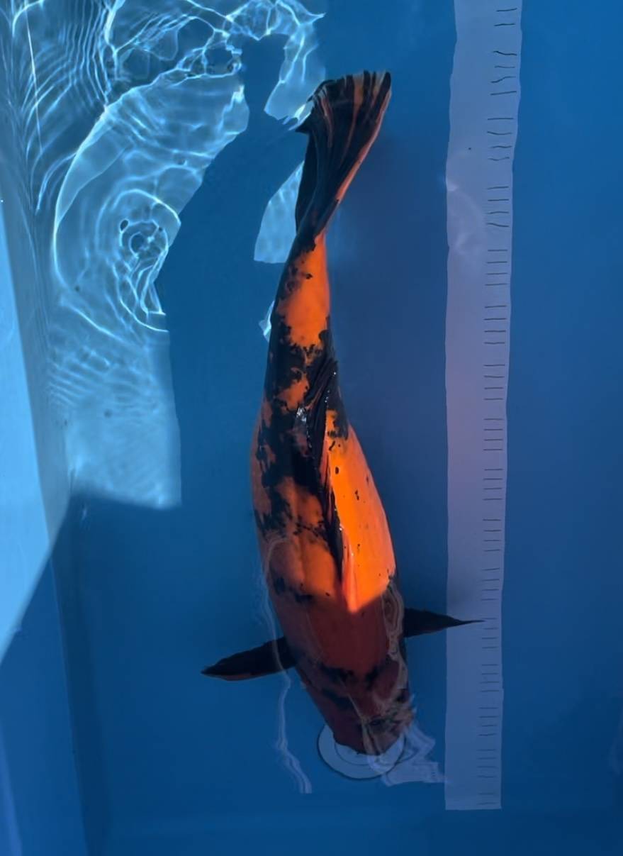 Sansai. Hi utsuri 65cm female