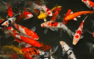 About torii koi japanese Koi fish and Pond