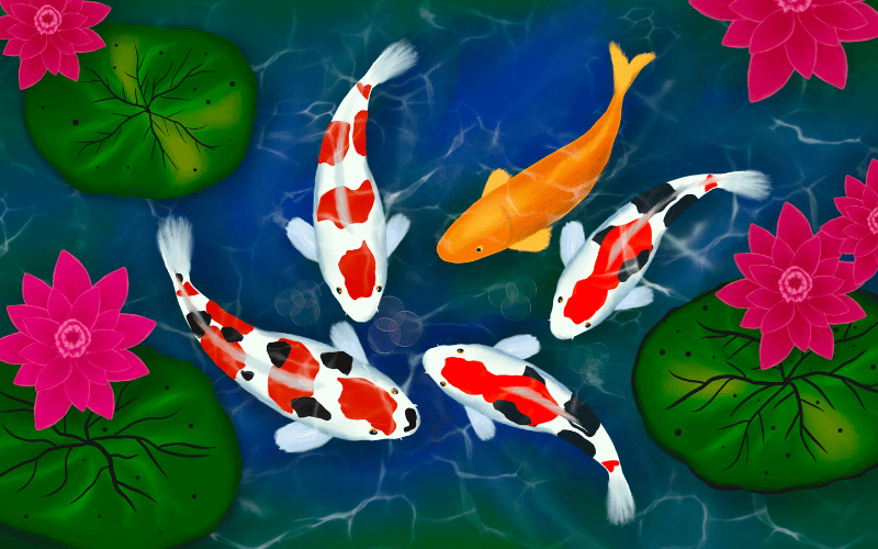 Koi fish care sale